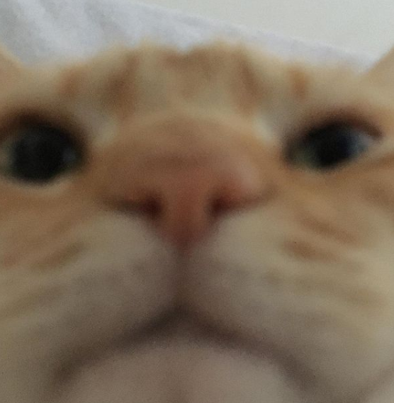 favicon cat